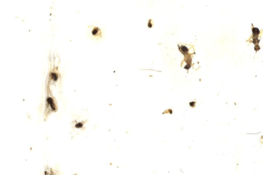 Image 63